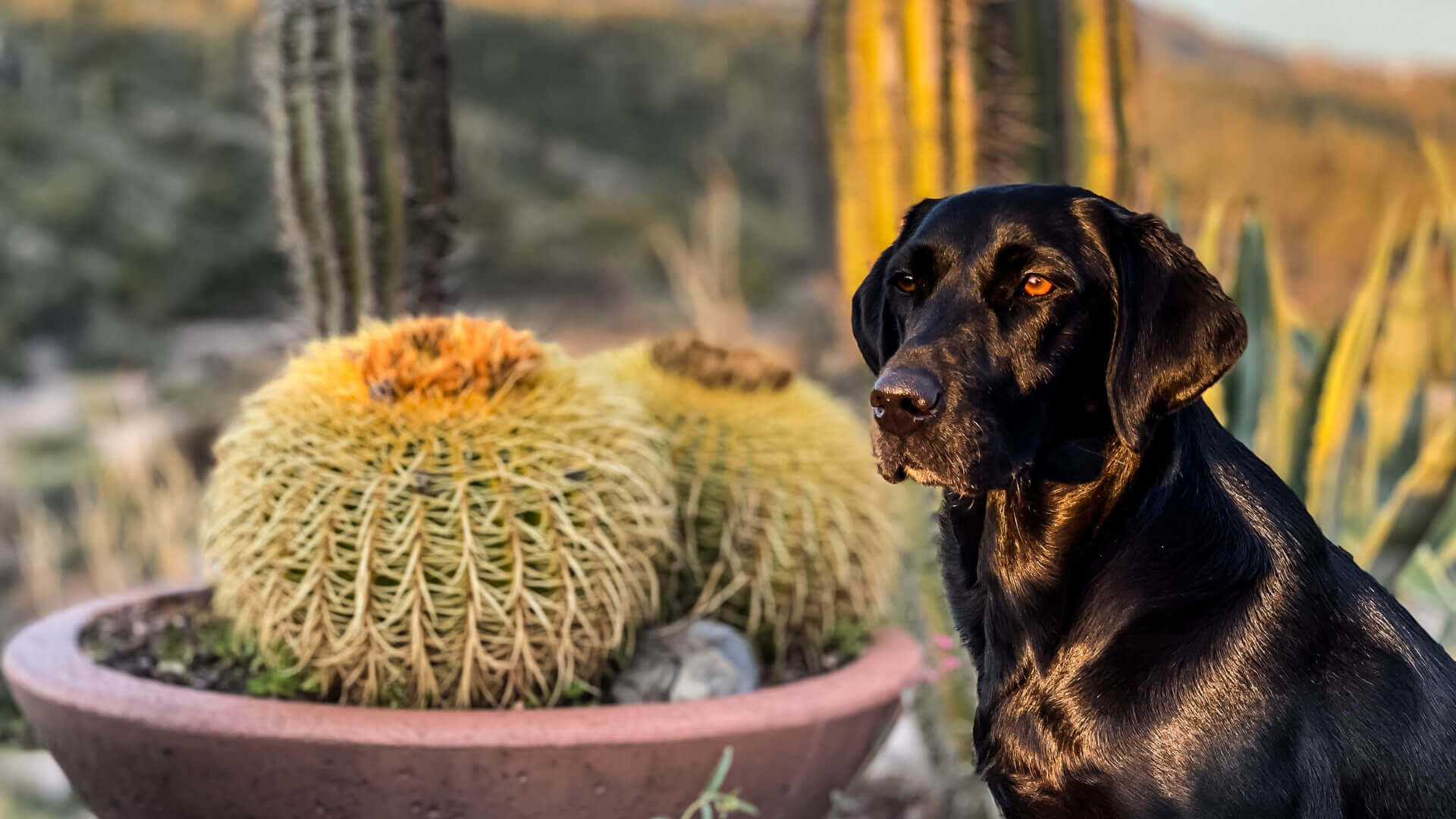 Pet Hospital in Mesa AZ