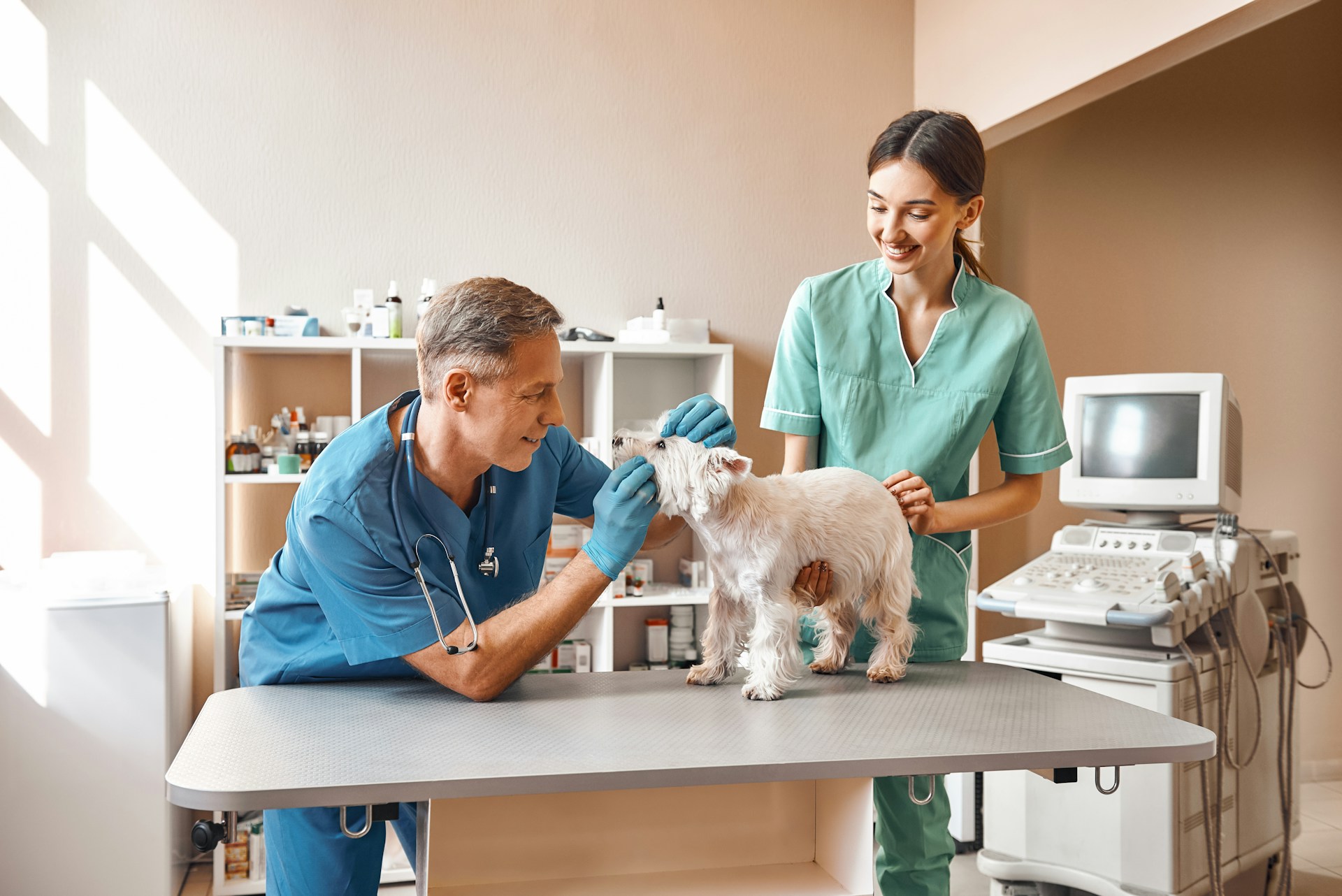 What Sets an Animal Hospital Apart From a Regular Vet
