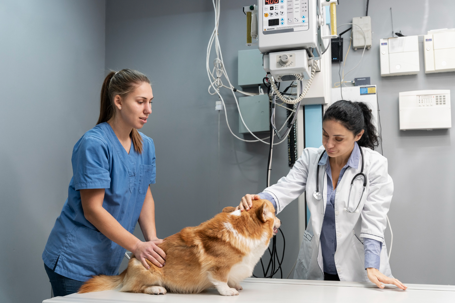 Inside a Busy Emergency Veterinary Hospital in Spring