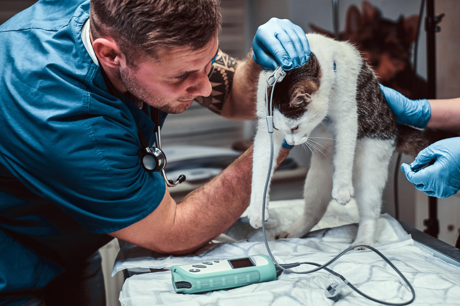 When Cats Hide Pain That Needs After Hours Vet Help