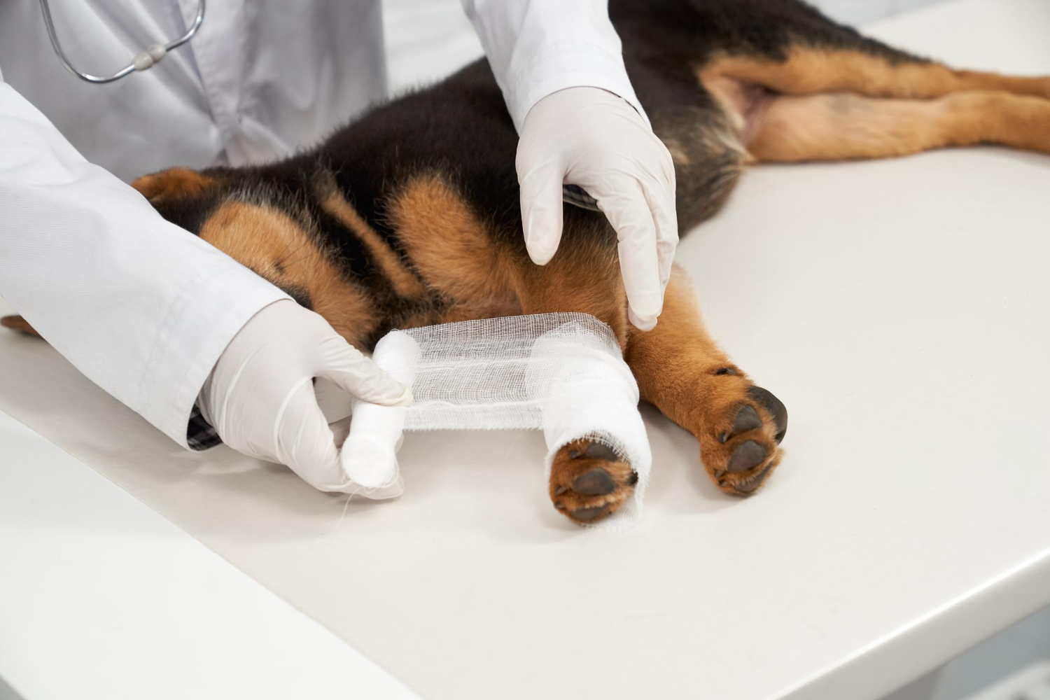 How an Emergency Vet Decides What's Truly Urgent