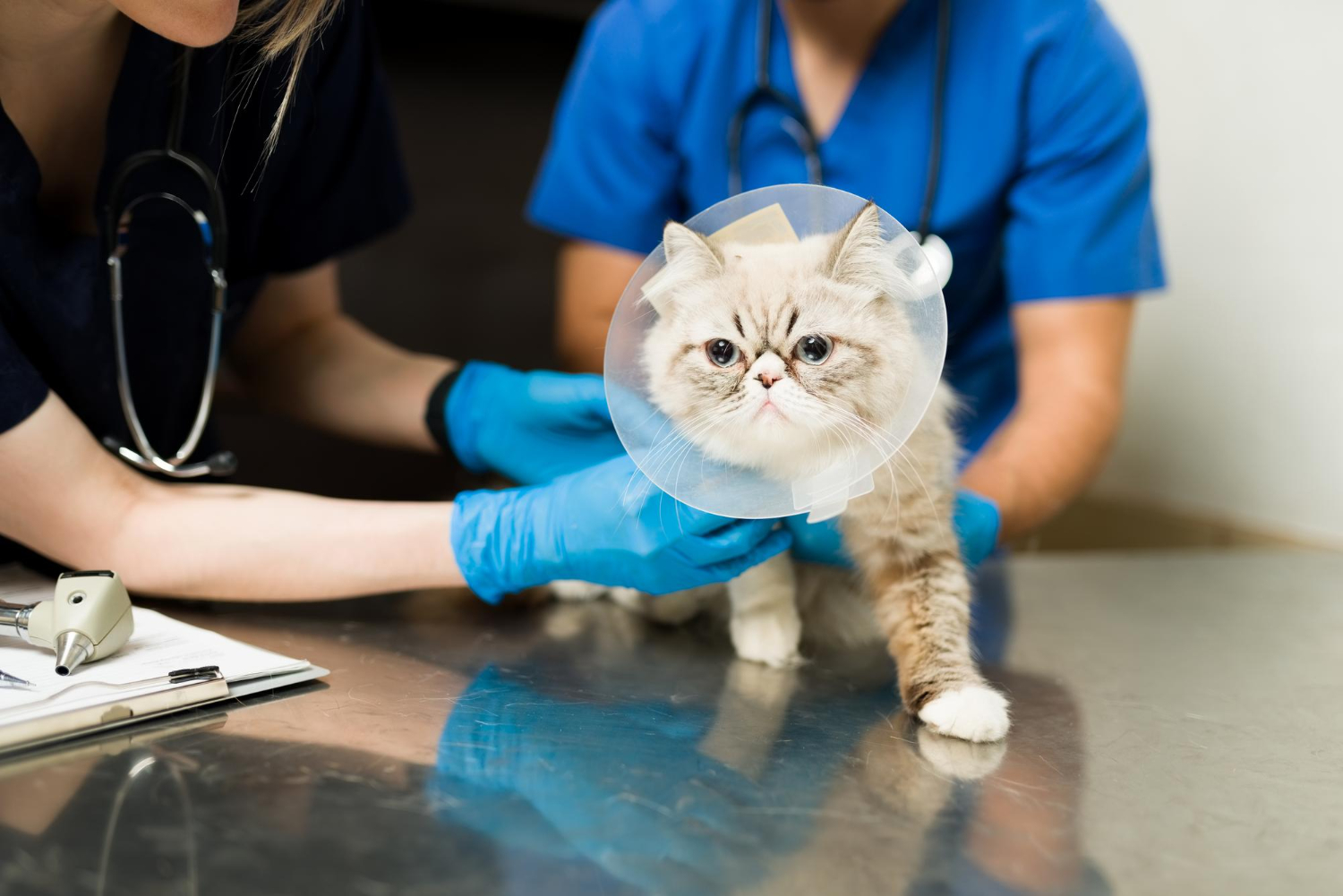 How a Veterinary Emergency/Urgent Care Visit Works Step by Step