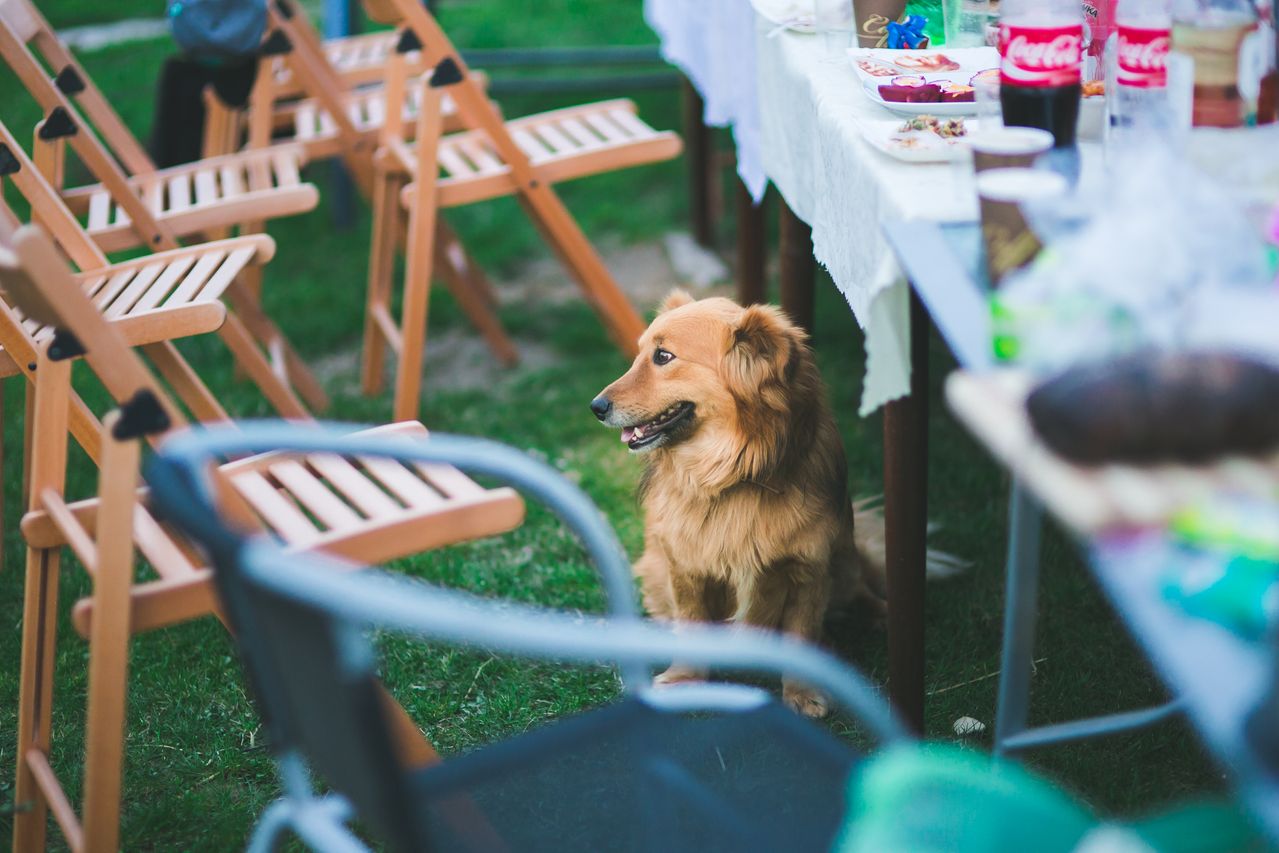 dog at a backyard summer party