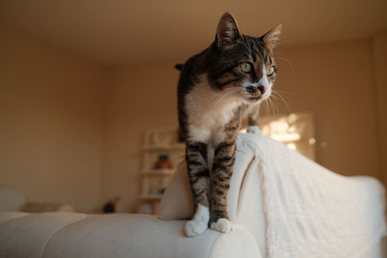 cat playing inside the house