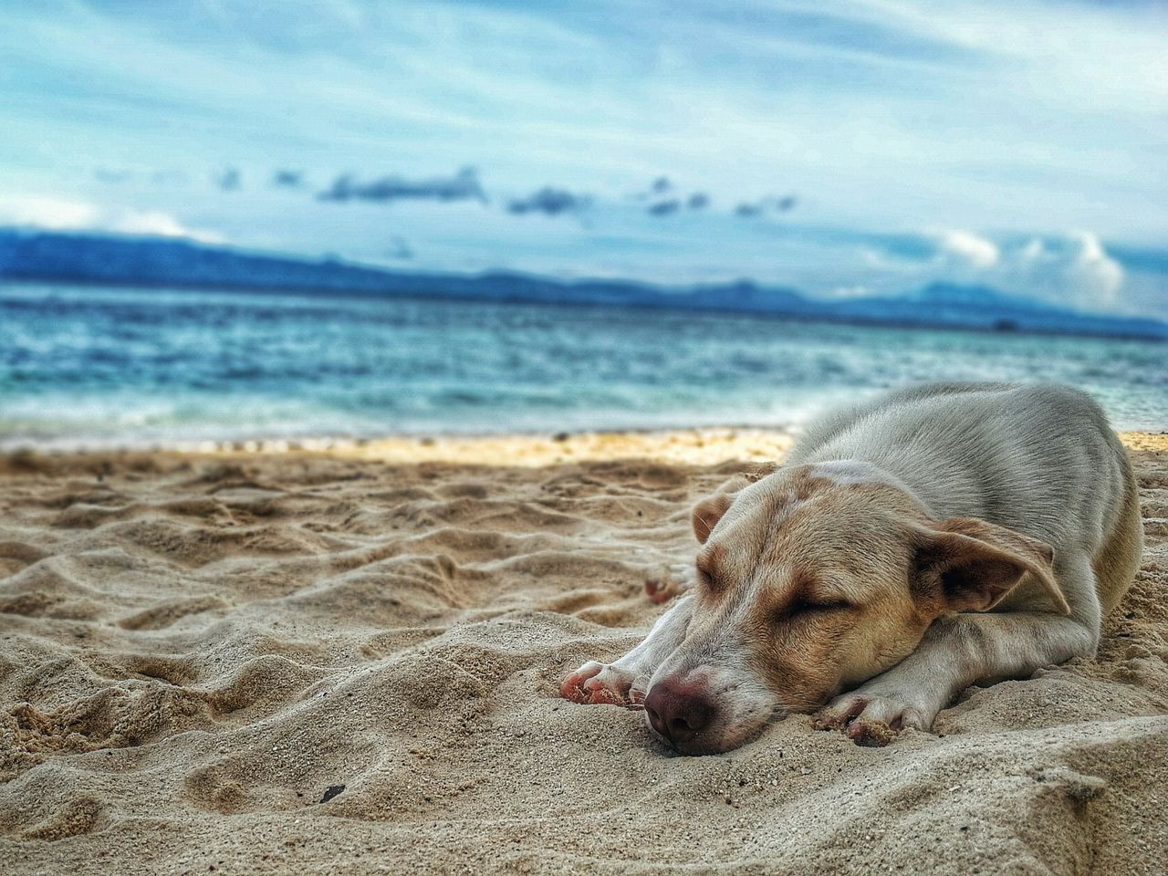 What to Do If Your Dog Collapses on a Summer Day