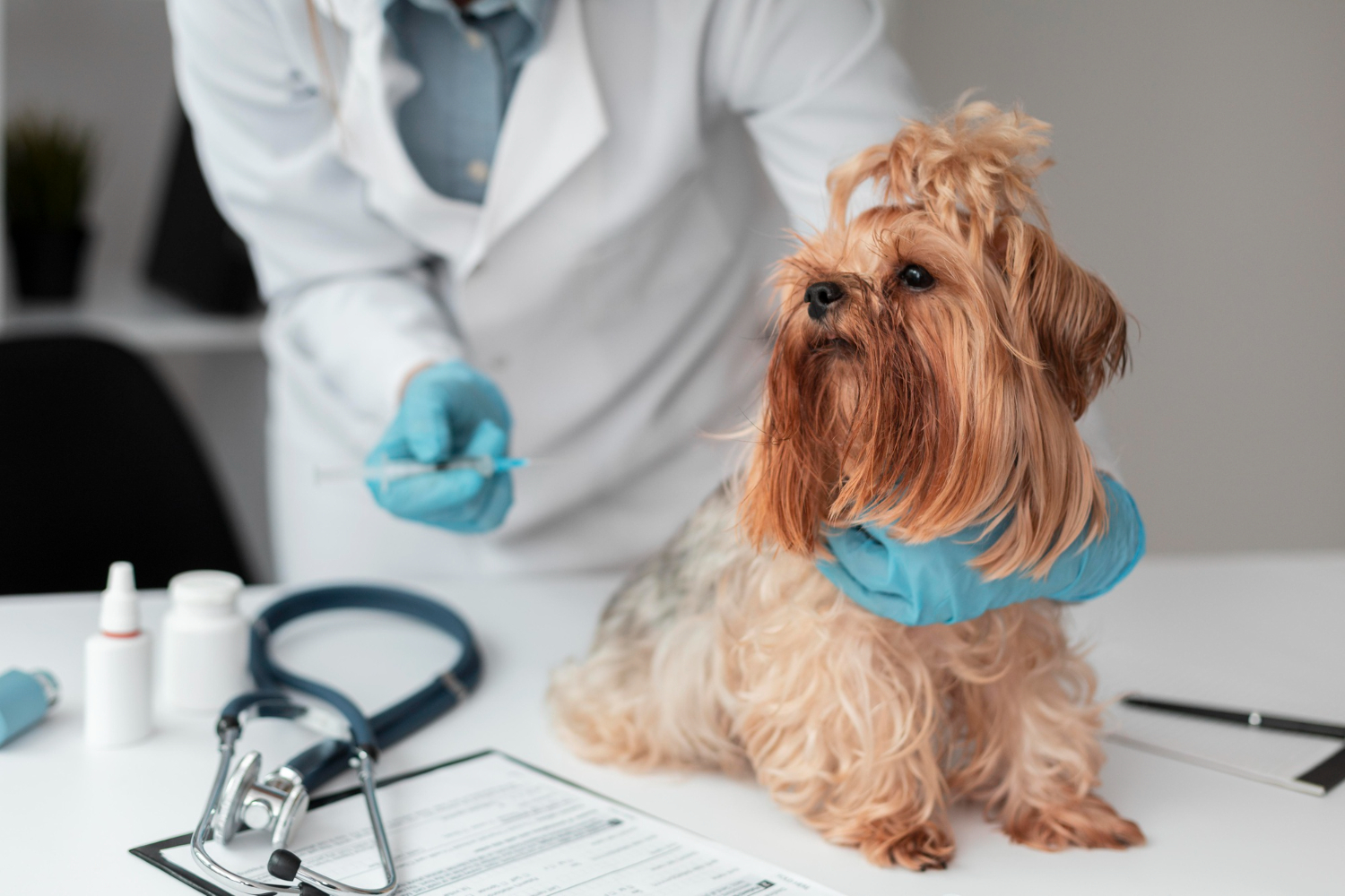Recognizing Hidden Household Dangers That Need an Emergency Vet