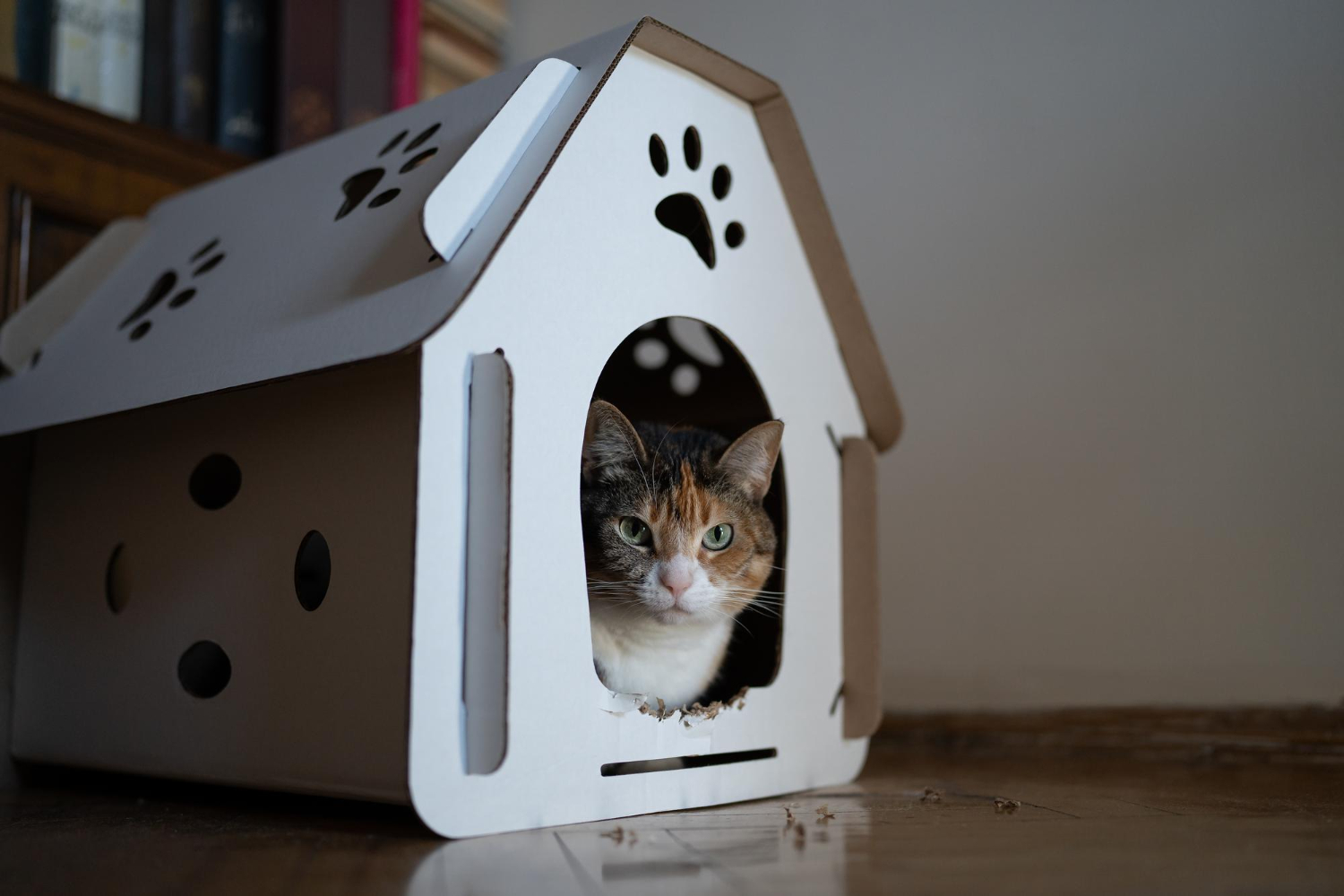 house cat