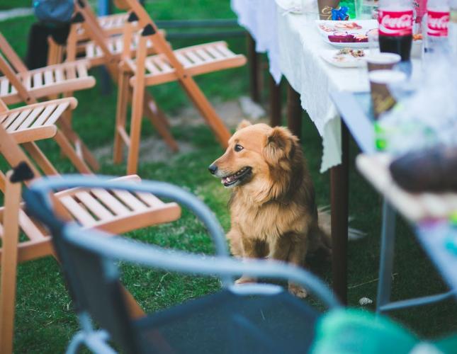 Summer Party Dangers That Send Pets to an Emergency Animal Hospital