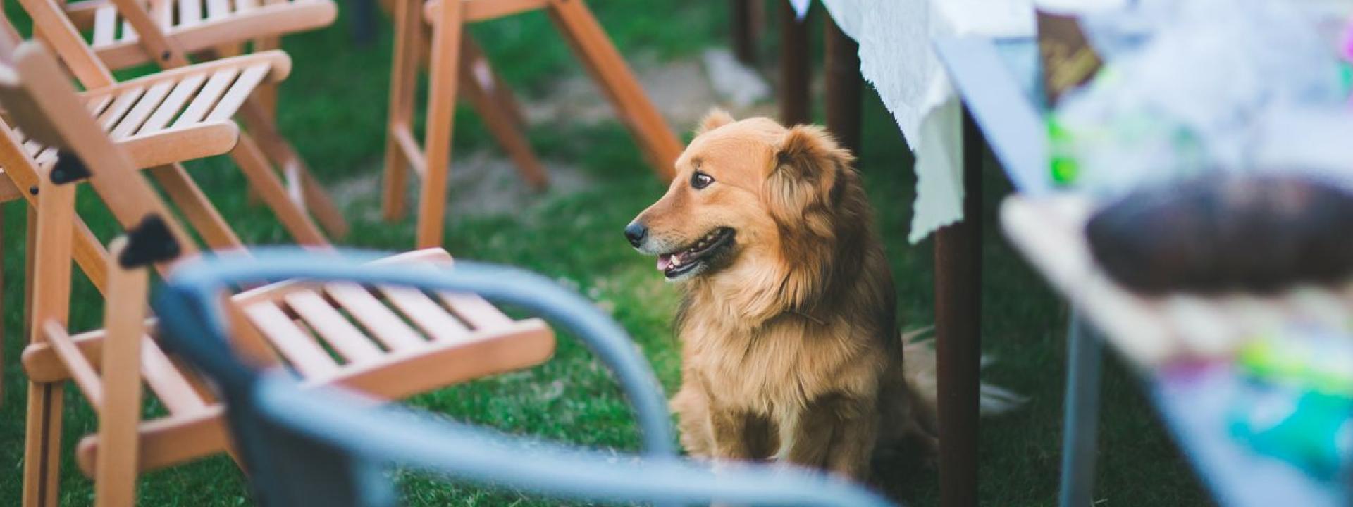 dog at a backyard summer party